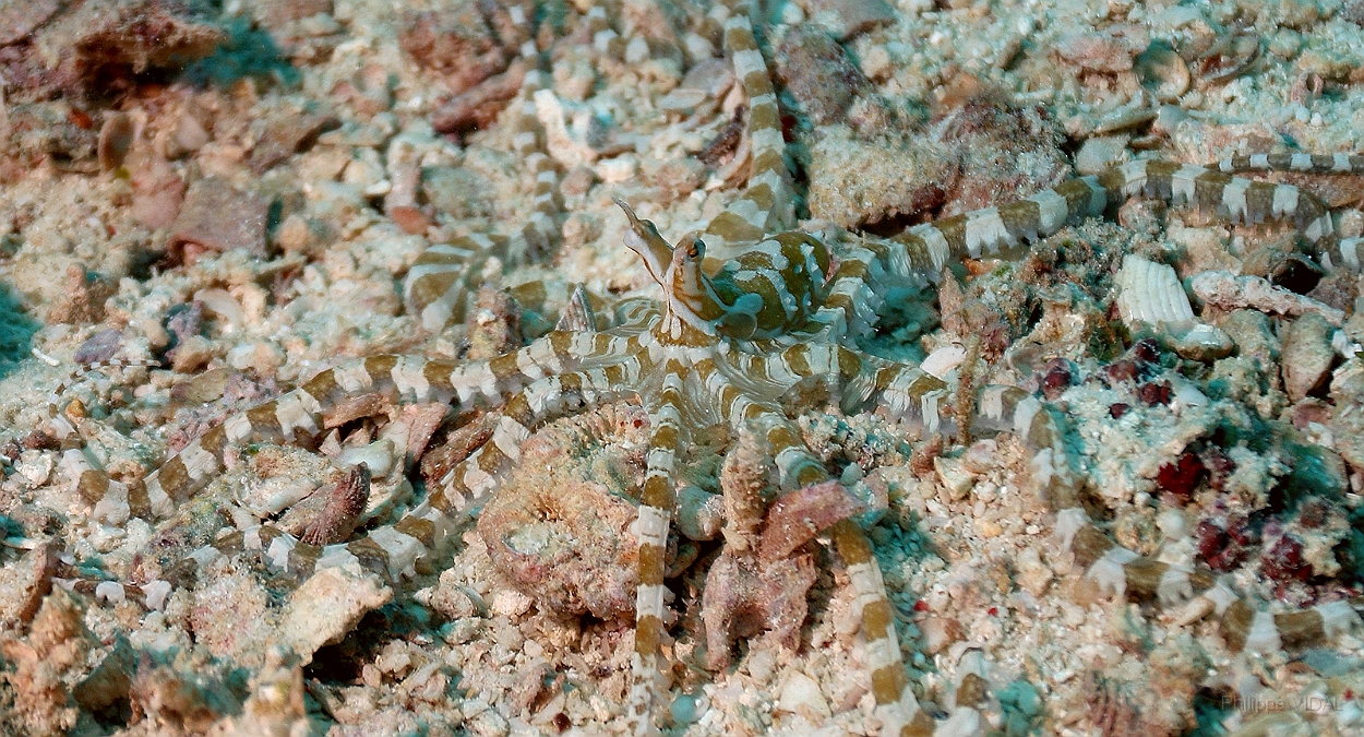 Sipadan_2015_Pieuvre Wunderpus_Wunderpus photogenicus_IMG_2447_rc.jpg